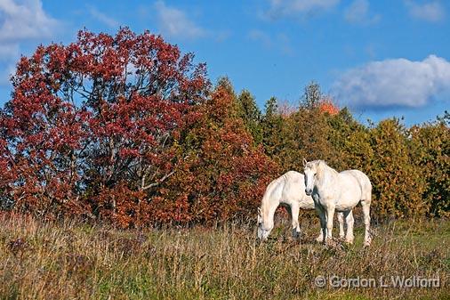 Two White Horses_24131.jpg - Photographed near Rideau Ferry, Ontario, Canada.